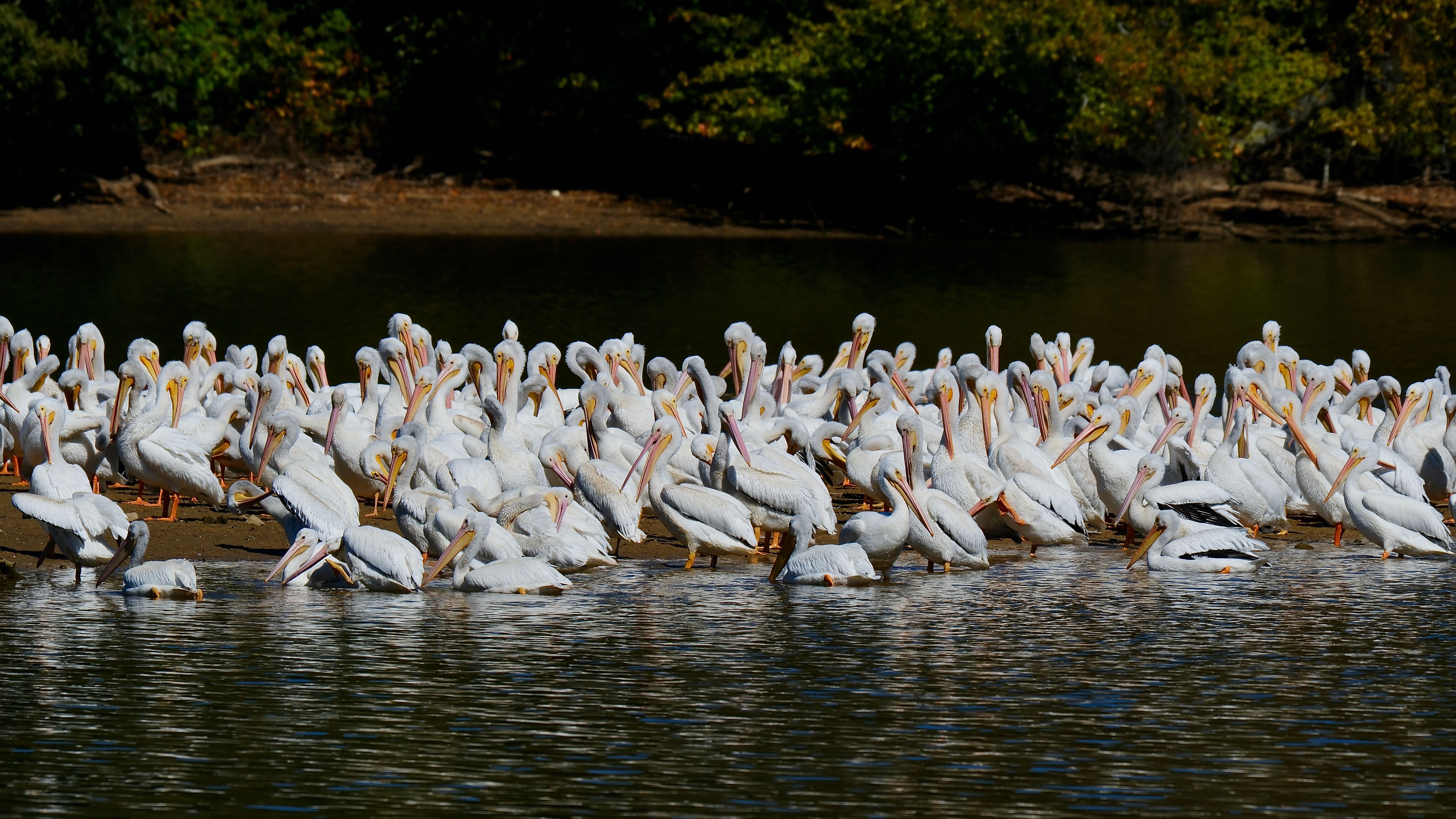 Group of American White Pelicans on a Lake in Alabama · Free Stock Photo