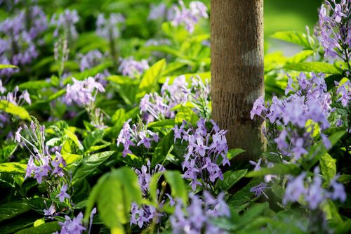 Free Purple flowers bloom vibrantly among lush green leaves, capturing a serene nature scene. Stock Photo