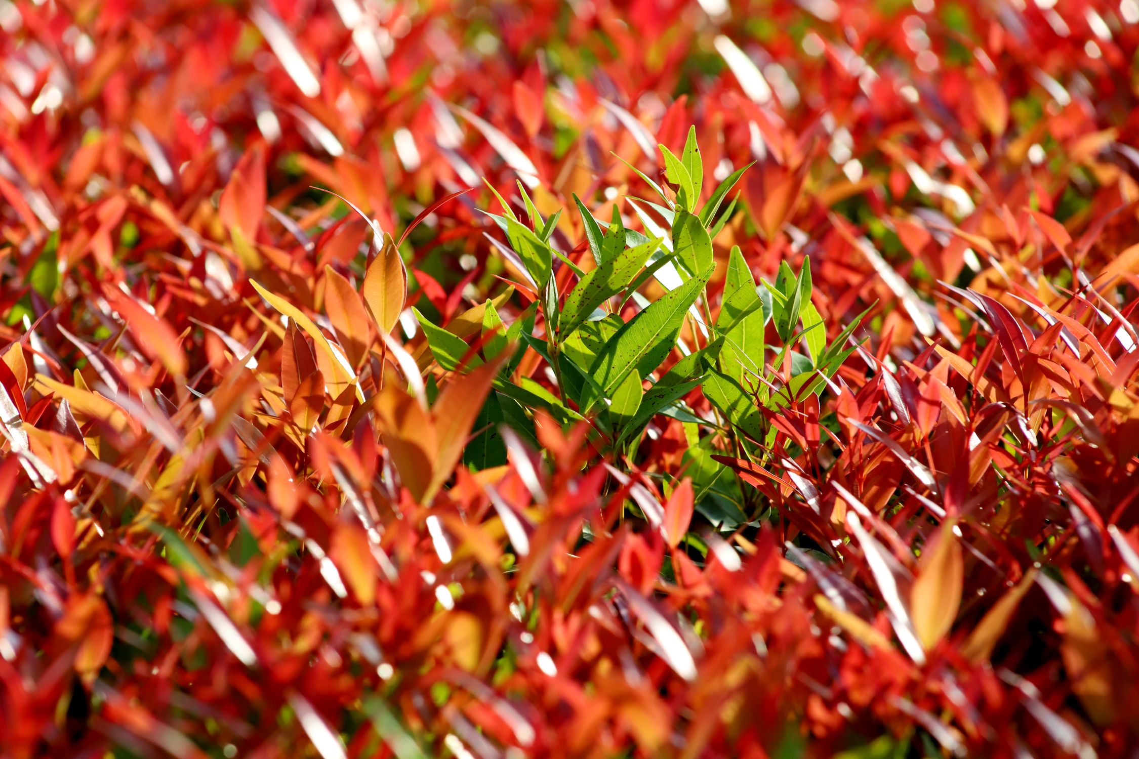 Contrast In Nature Vibrant Red and Green Foliage Contrast in Nature · Free Stock Photo