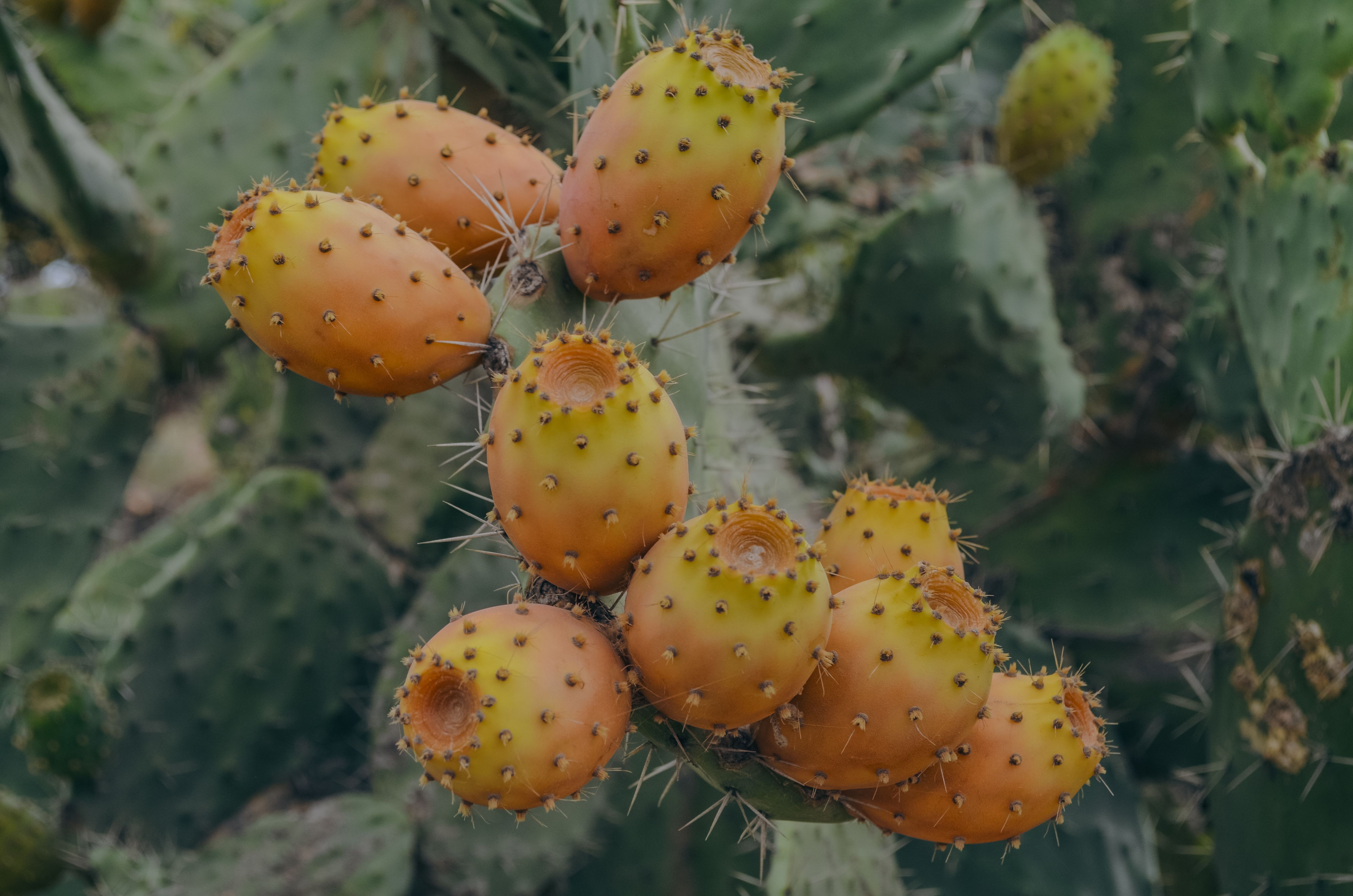 Feigenkaktus Frucht In Sardinien, Italien  Kostenloses Stock-Foto
