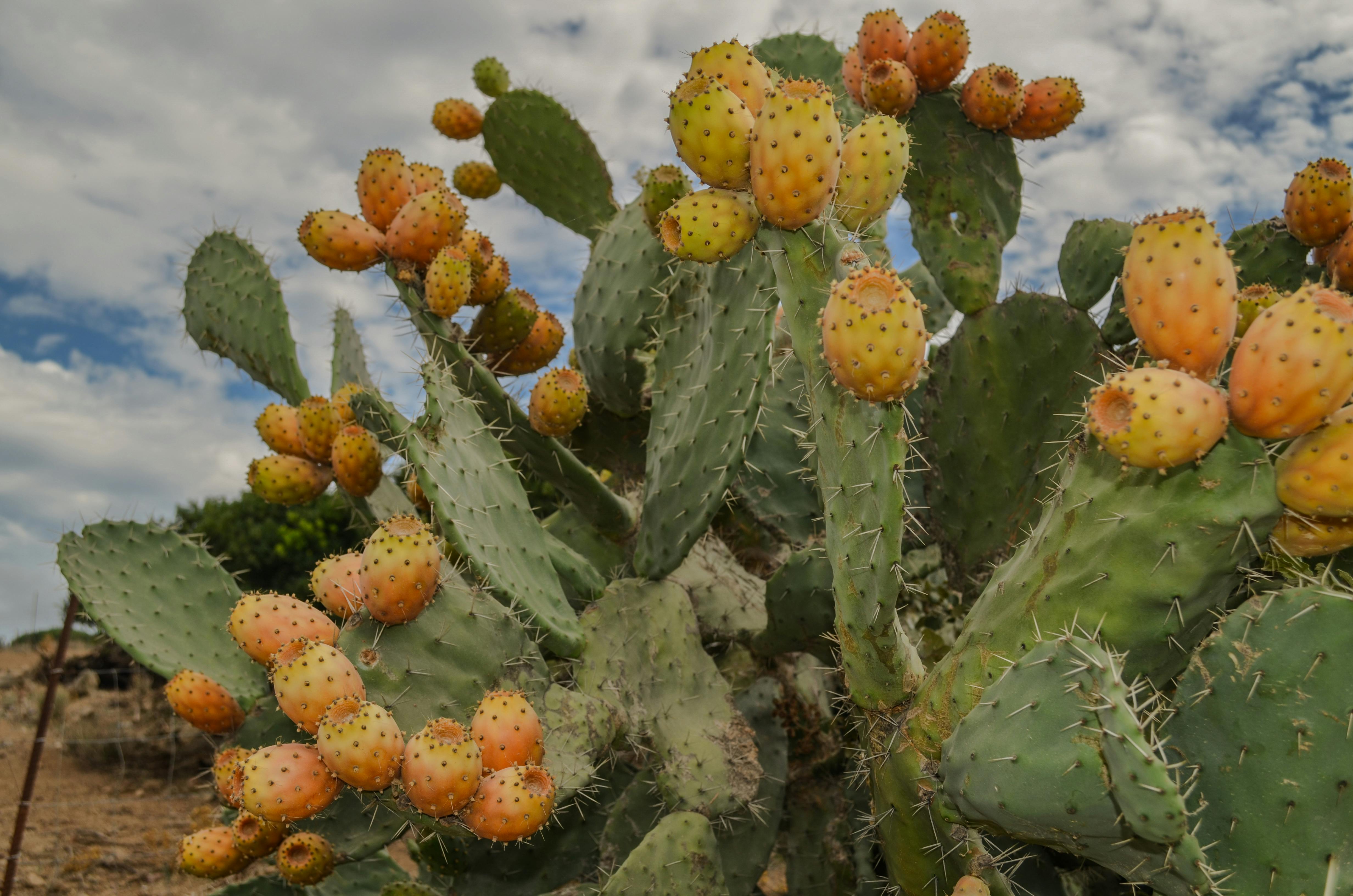Close-up of prickly pear cactus with fruits in Sardinia, Italy.
