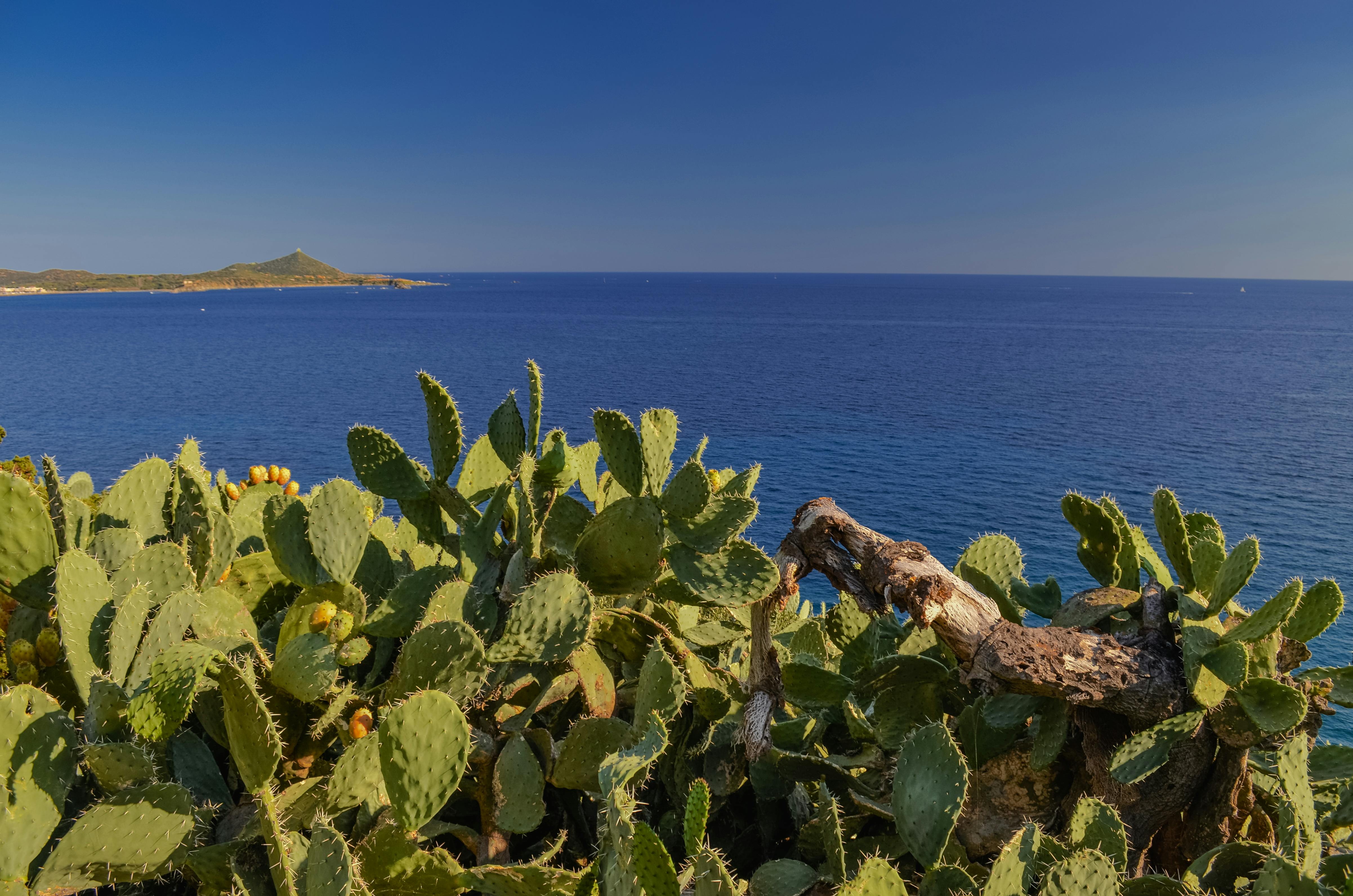 Prickly pear cacti with vibrant blue sea in the backdrop, captured in Sardinia, Italy.