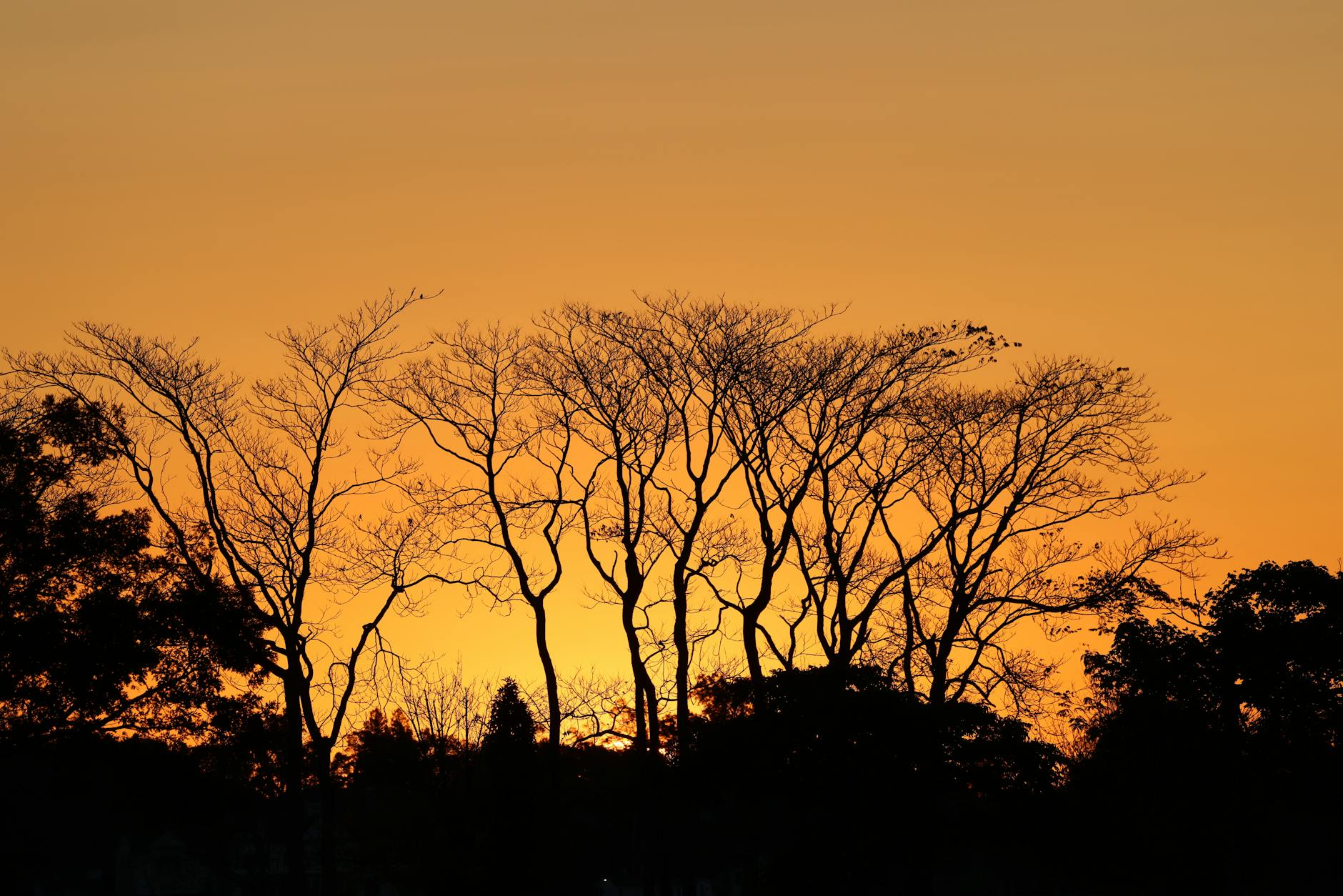 https://www.pexels.com/photo/stamford-sunrise-with-silhouetted-trees-29006375/Land