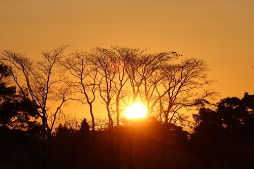 Free Silhouetted trees at sunrise in Cove Island Park, Stamford. Stock Photo