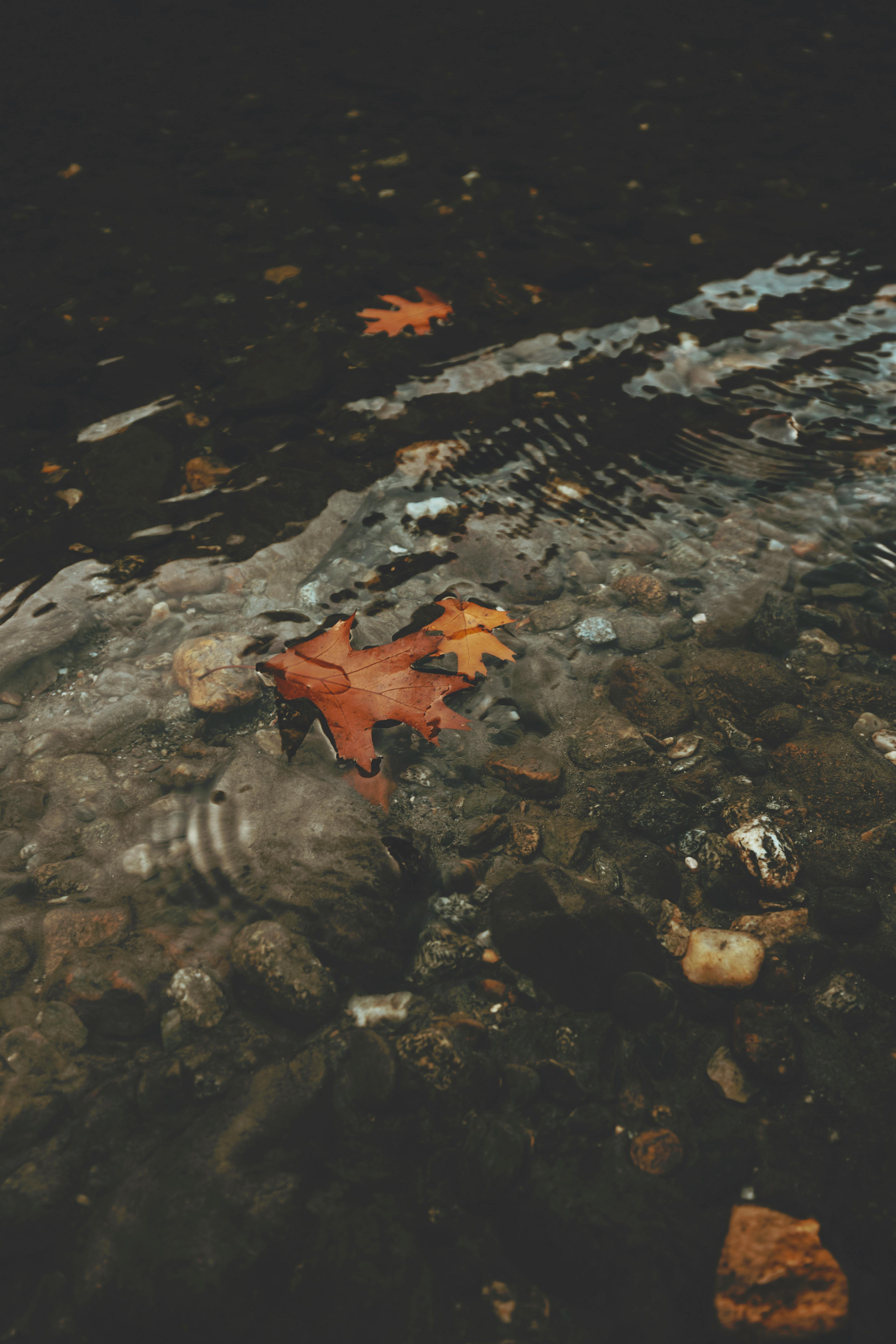 Close-up of autumn leaves floating on a rippling stream surface.
