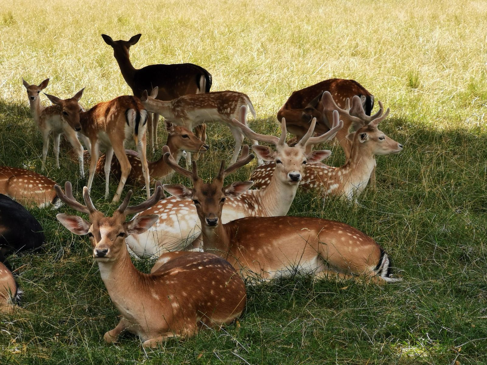 Photo d'ambiance d'un groupe de daims se reposant dans l'herbe