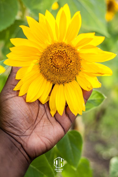 Free stock photo of detroit hives, sun, sunflowers Stock Photo
