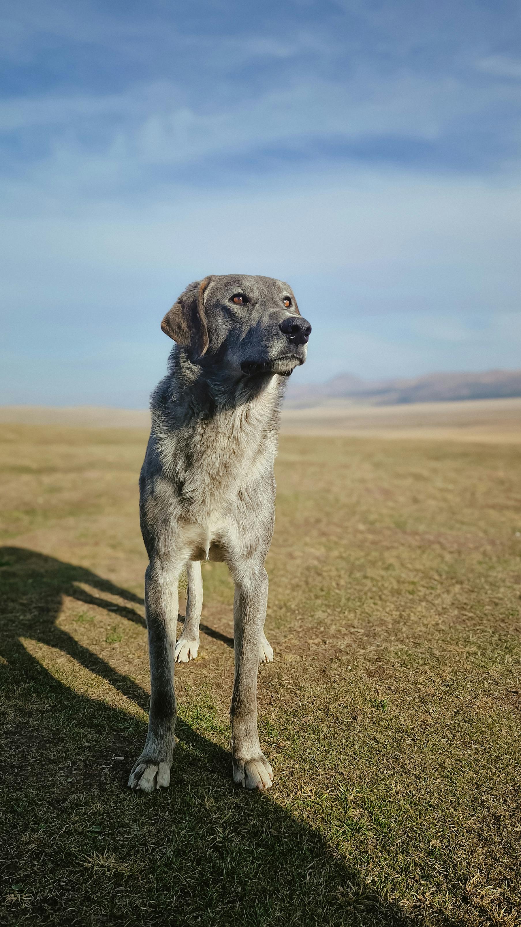 A majestic Anatolian Shepherd dog stands proudly in a vast open field on a sunny day.