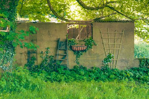 Free Lush greenery and ivy overgrowing an old wall in Belfast, Northern Ireland. Stock Photo