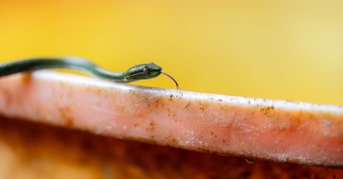 蛇年刮刮樂第三波來了!💰