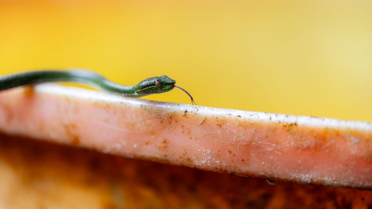 Vivid Green Snake on Rusty Surface Close-up · Free Stock Photo