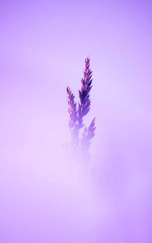 Free Purple lavender flower in a soft artistic setting with dreamy tones. Stock Photo