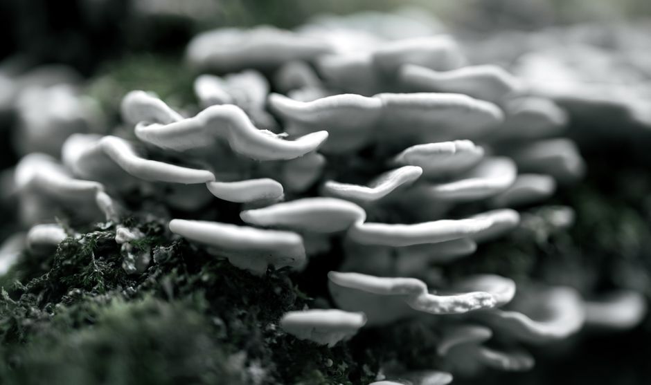 The Savory Filling: Pork and Wood Ear Mushroom Magic The Savory Filling: Pork and Wood Ear Mushroom Magic