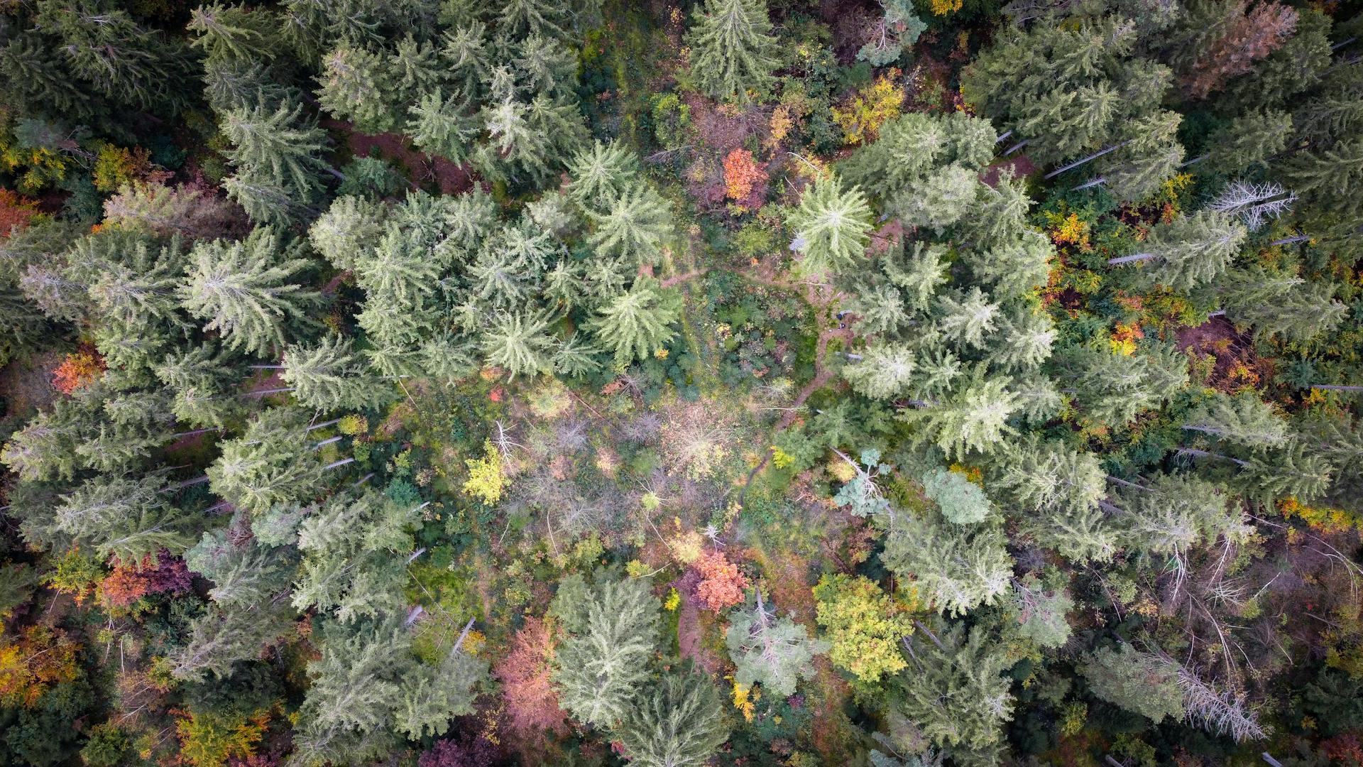 Free stock photo of colorspot, dji