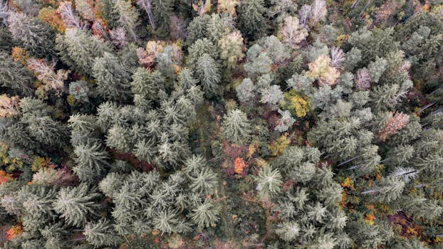 A scenic aerial view of a Bavarian forest showcasing vibrant autumn foliage.