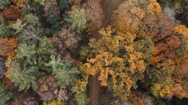 A stunning aerial view of vibrant autumn foliage in a forest near Munich, Bavaria, showcasing diverse tree colors.