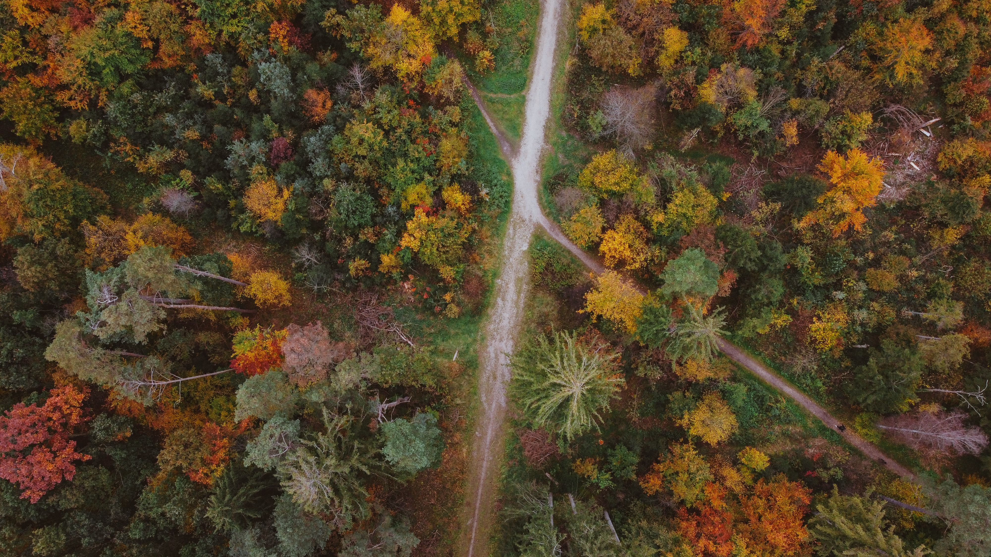 Aerial photograph showcasing vibrant autumn foliage in a forest near Munich, Germany.
