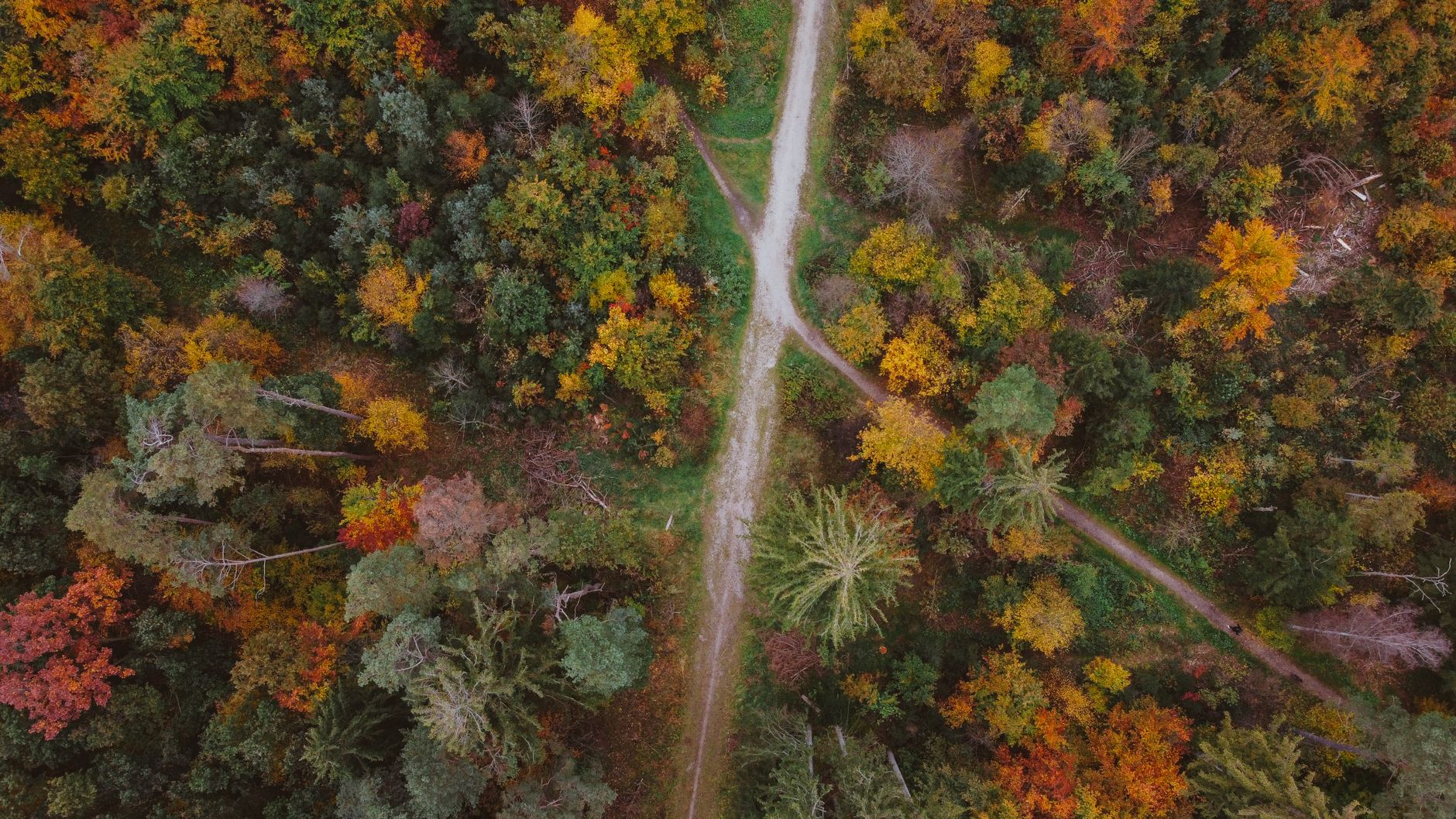 Aerial photograph showcasing vibrant autumn foliage in a forest near Munich, Germany.