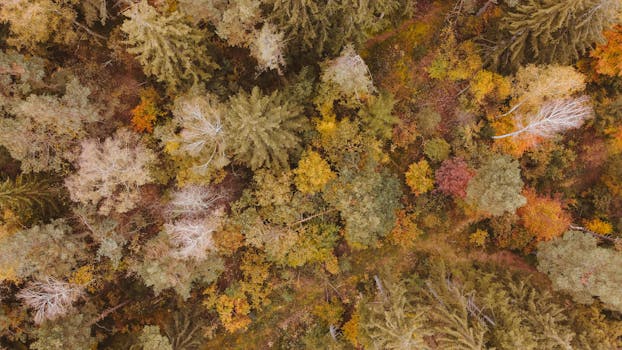 Vibrant autumn foliage in München, captured from above, showcasing rich seasonal colors.