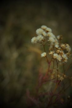 Close-up of dried dandelion seeds against a blurred background, evoking autumn's beauty.