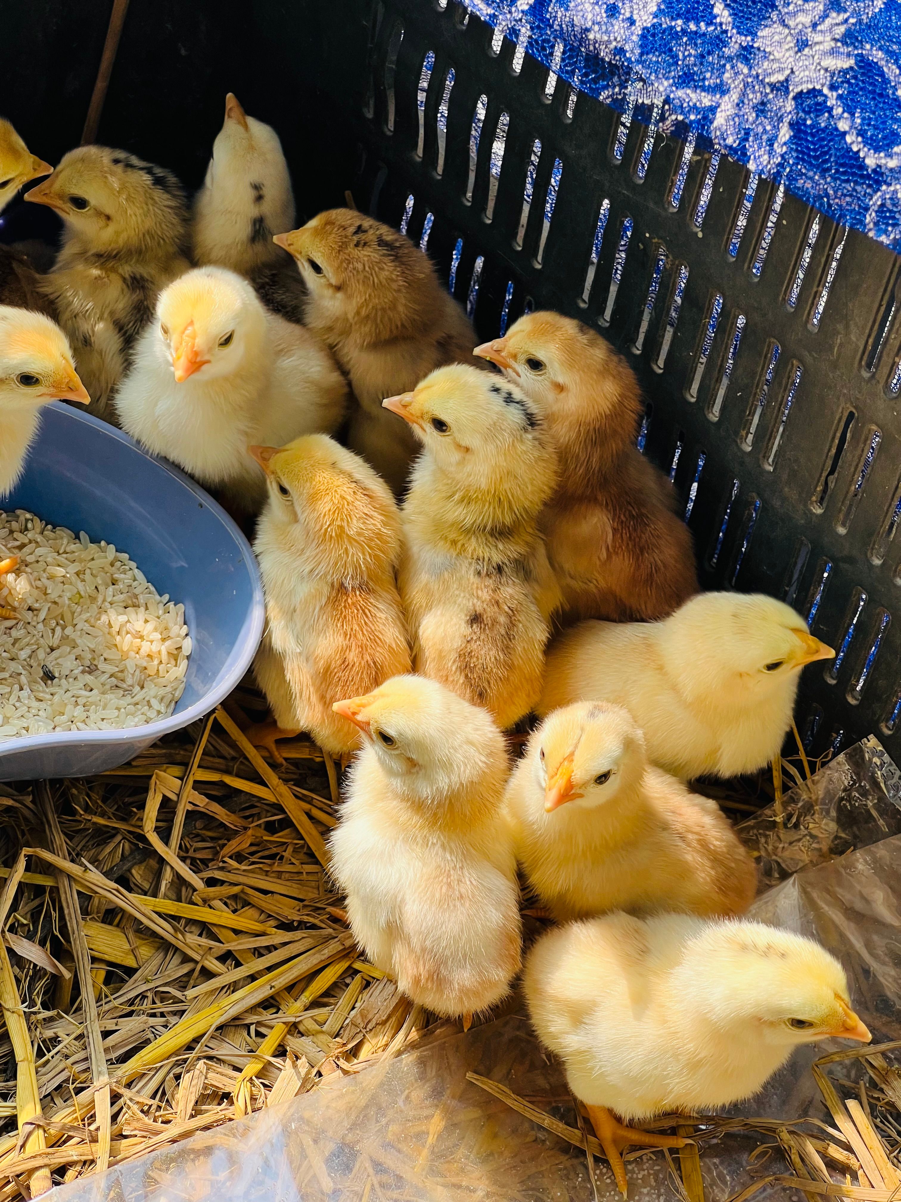Yellow broiler chicks gathered around a feeder