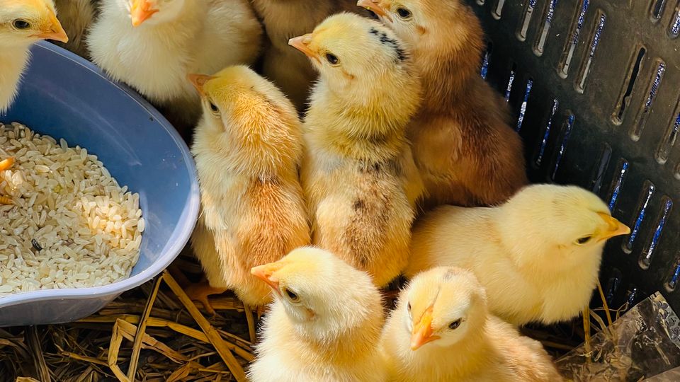 Yellow chicks gathered around a feeder