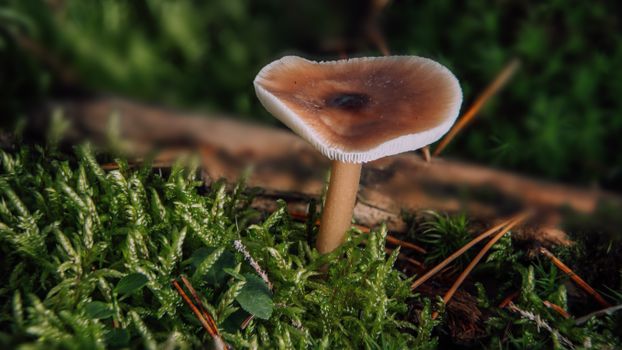 Close-Up of Wild Mushroom on Forest Floor