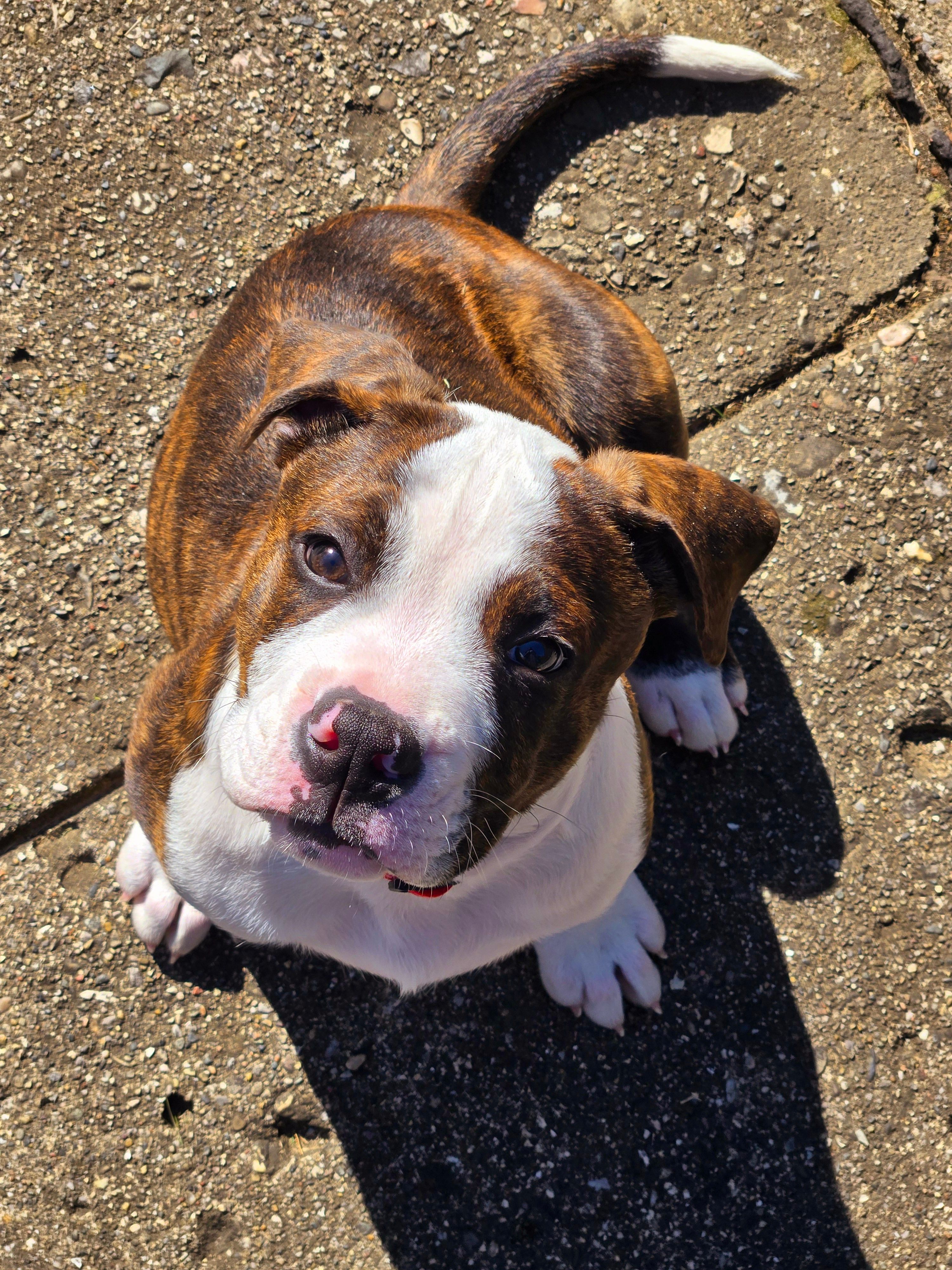 Cute Puppy Sitting Outdoors on Pavement · Free Stock Photo