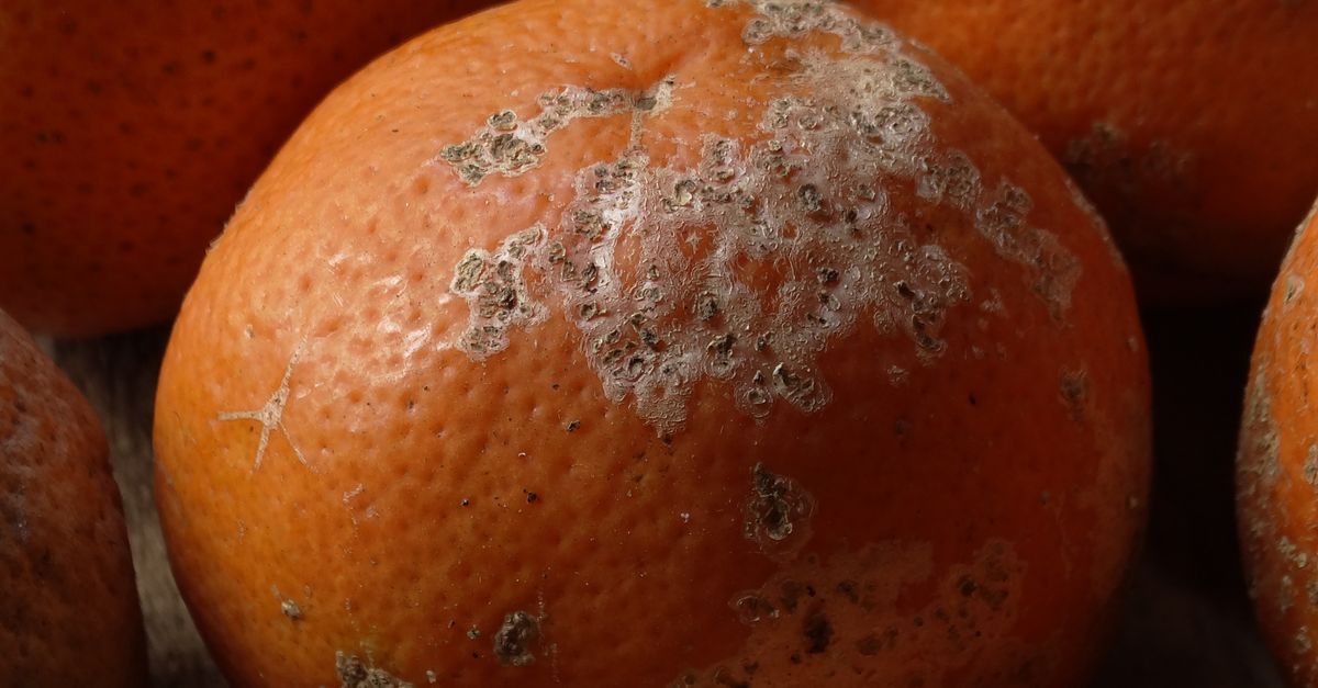Soft Orange Tree Rotten Close-up of Rotting Oranges on Rustic Surface · Free Stock Photo