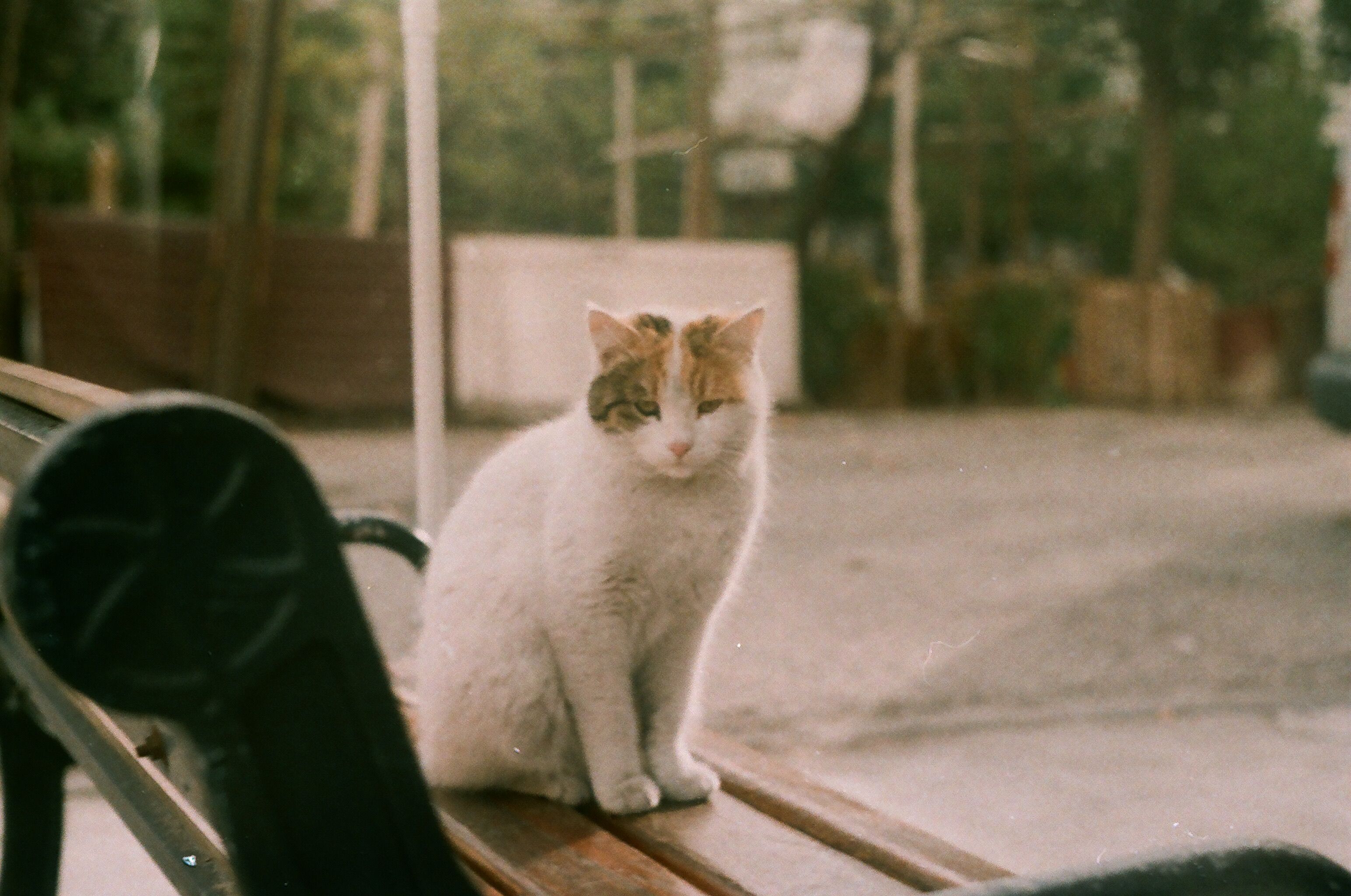 Street Cat Relaxing on a Bench in Ankara · Free Stock Photo