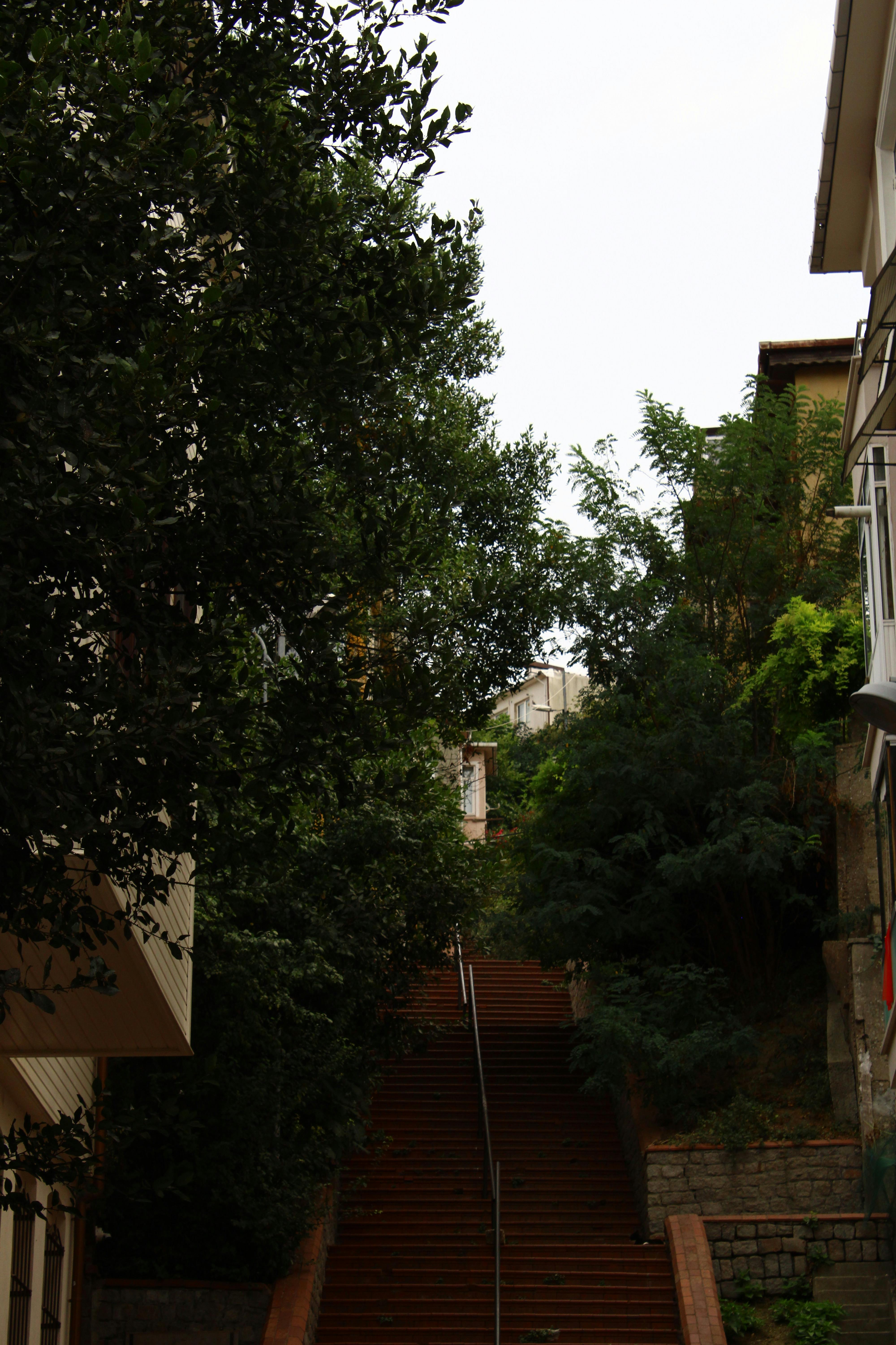 Gratuit Scară Liniștită Prin Copaci Luxurianți Din İstanbul Fotografie de stoc