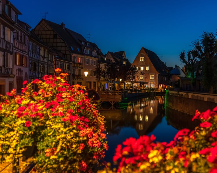 Red Flower Plants At Night