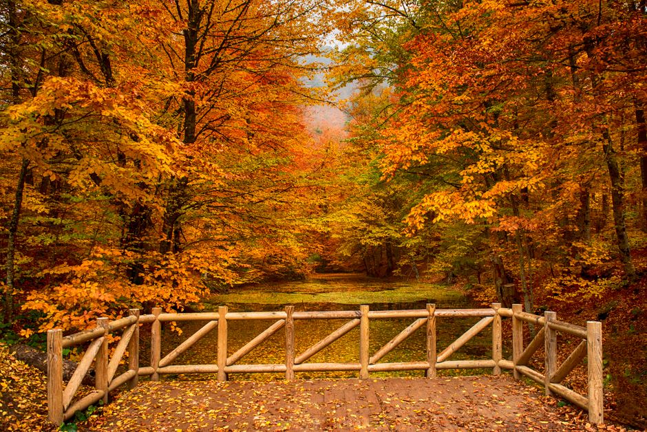 Beautiful autumn forest with colorful leaves and a wooden bridge.
