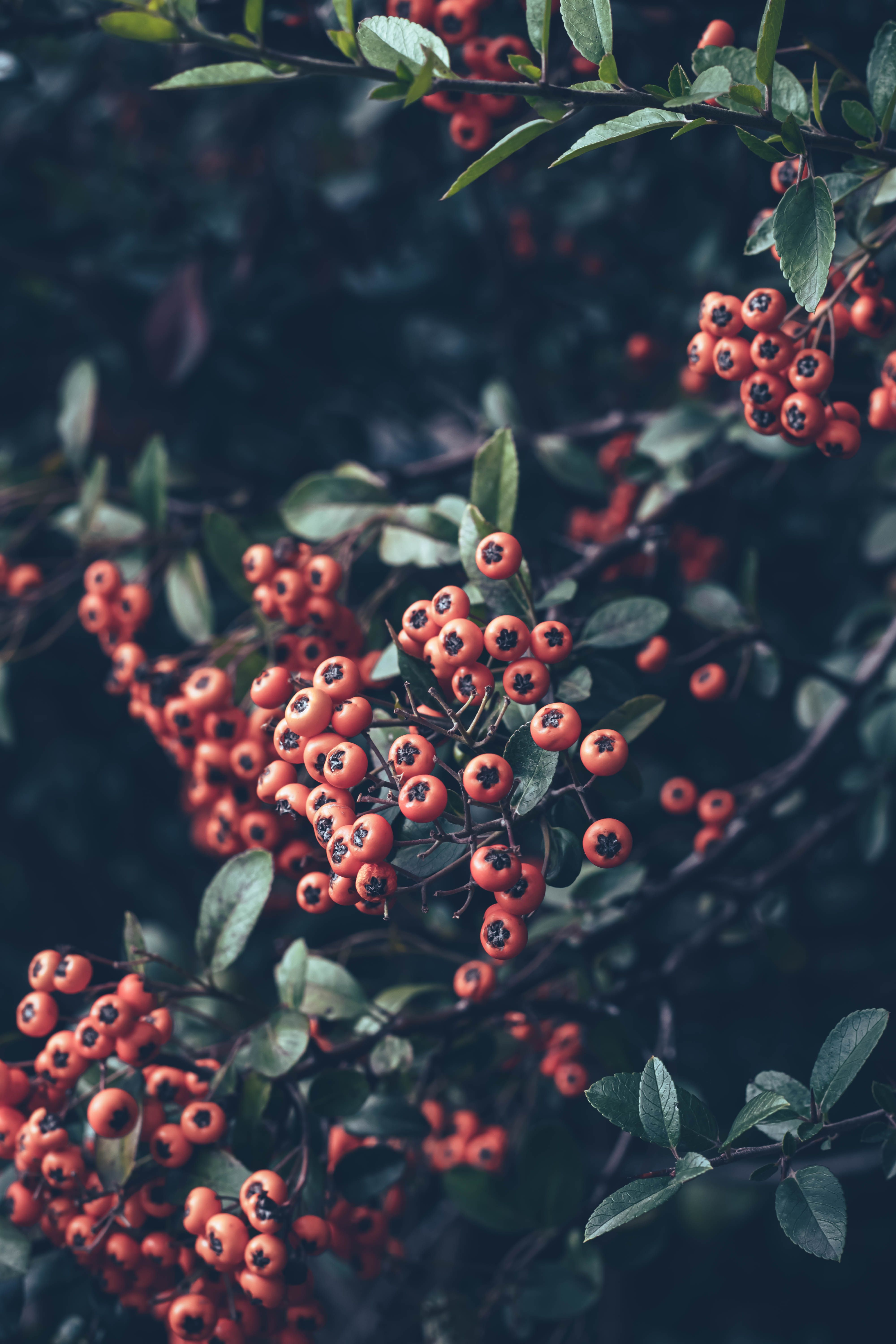 Primer Plano De Bayas Rojas En Una Rama En Otoño · Foto de stock gratuita