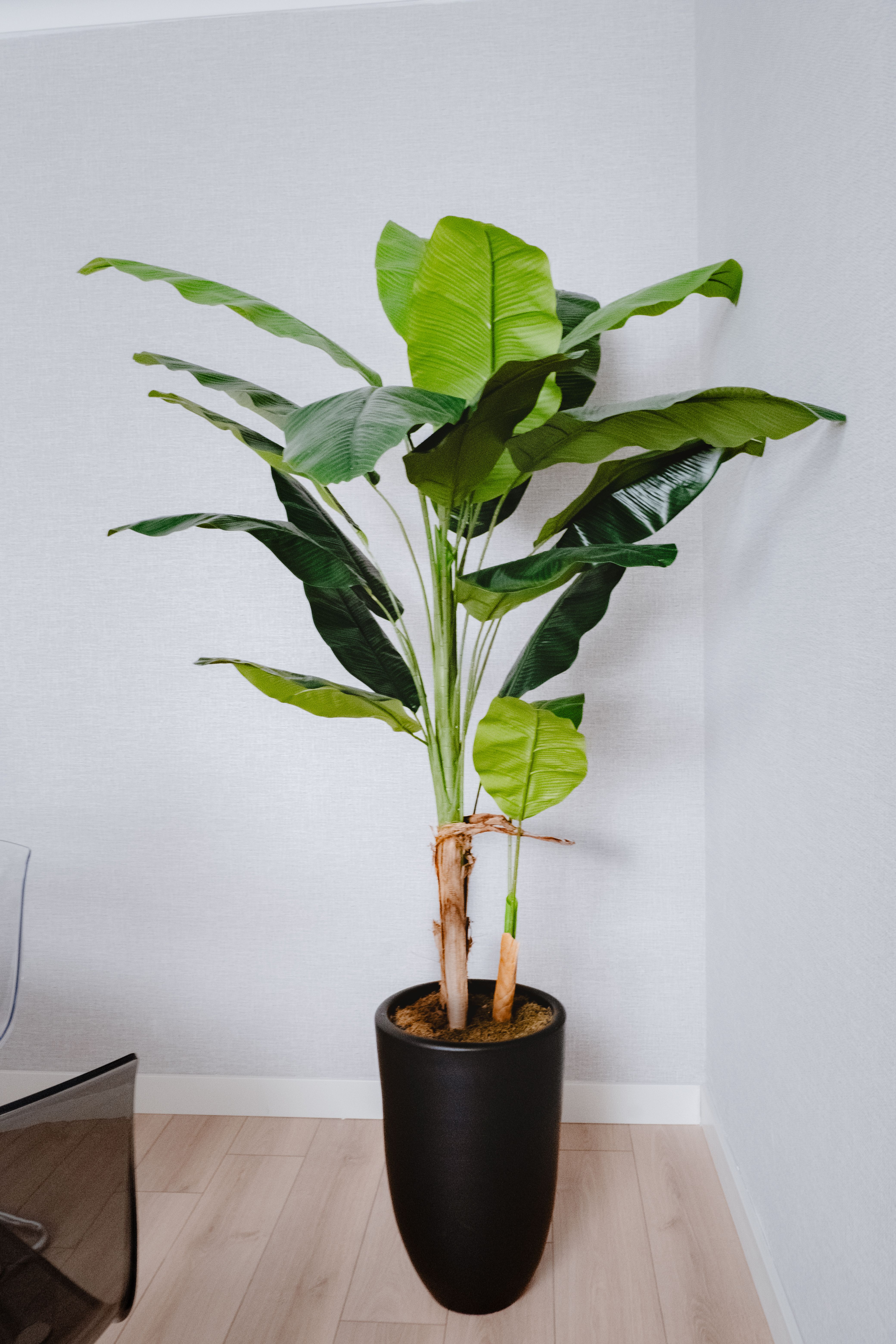 Potted Banana Plant in Modern Interior Decor  Free Stock Photo