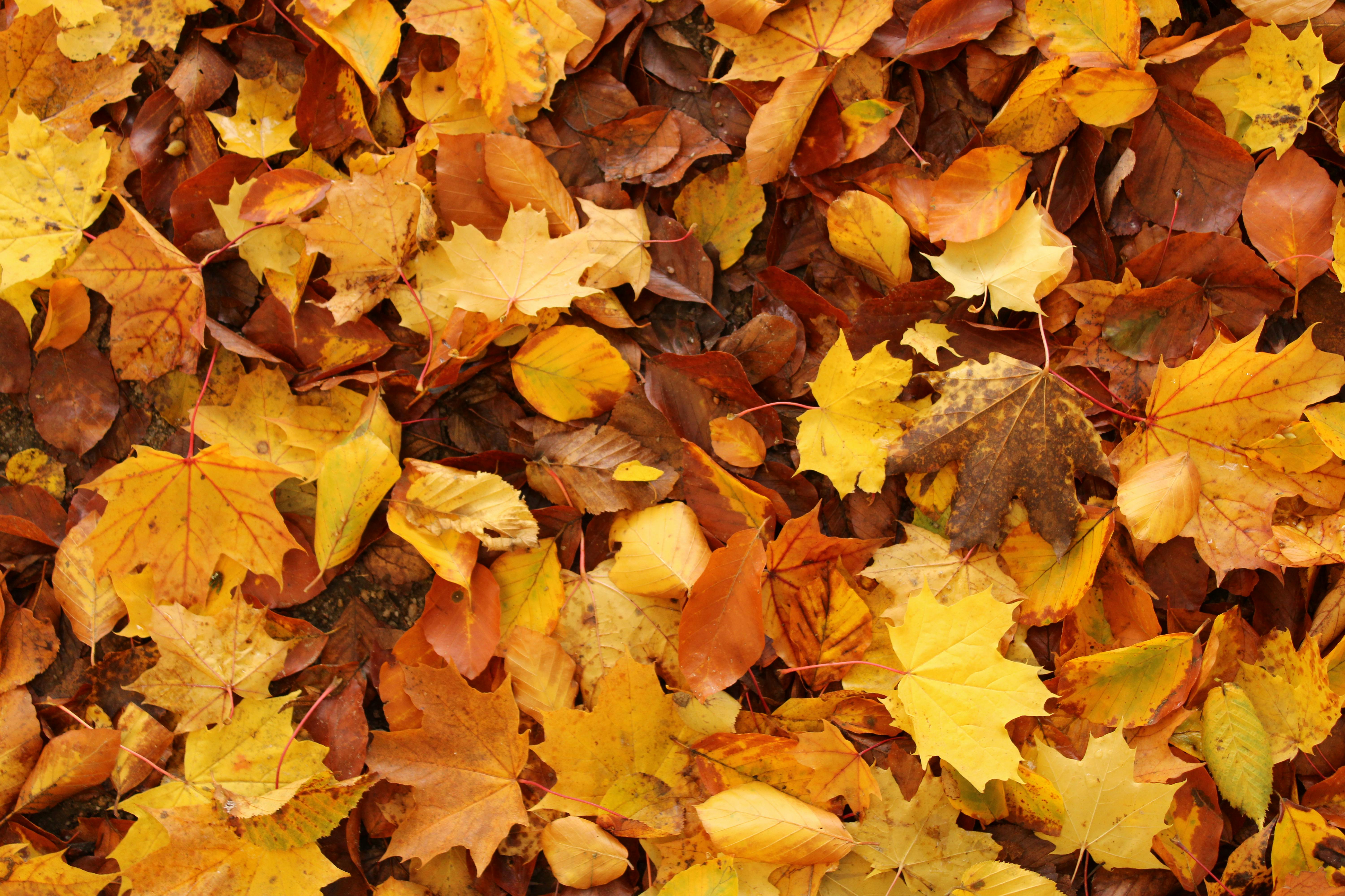 gardening leave — Photo by Sora on Pexels