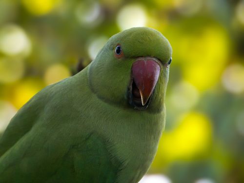 Free Detailed portrait of a green parrot with vibrant plumage in a natural setting. Stock Photo