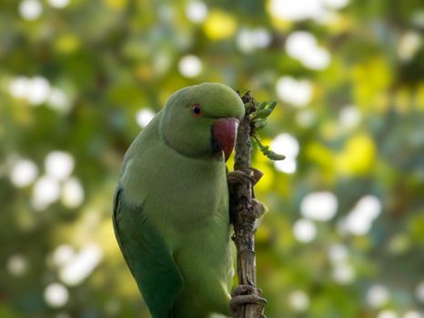 parrot photo