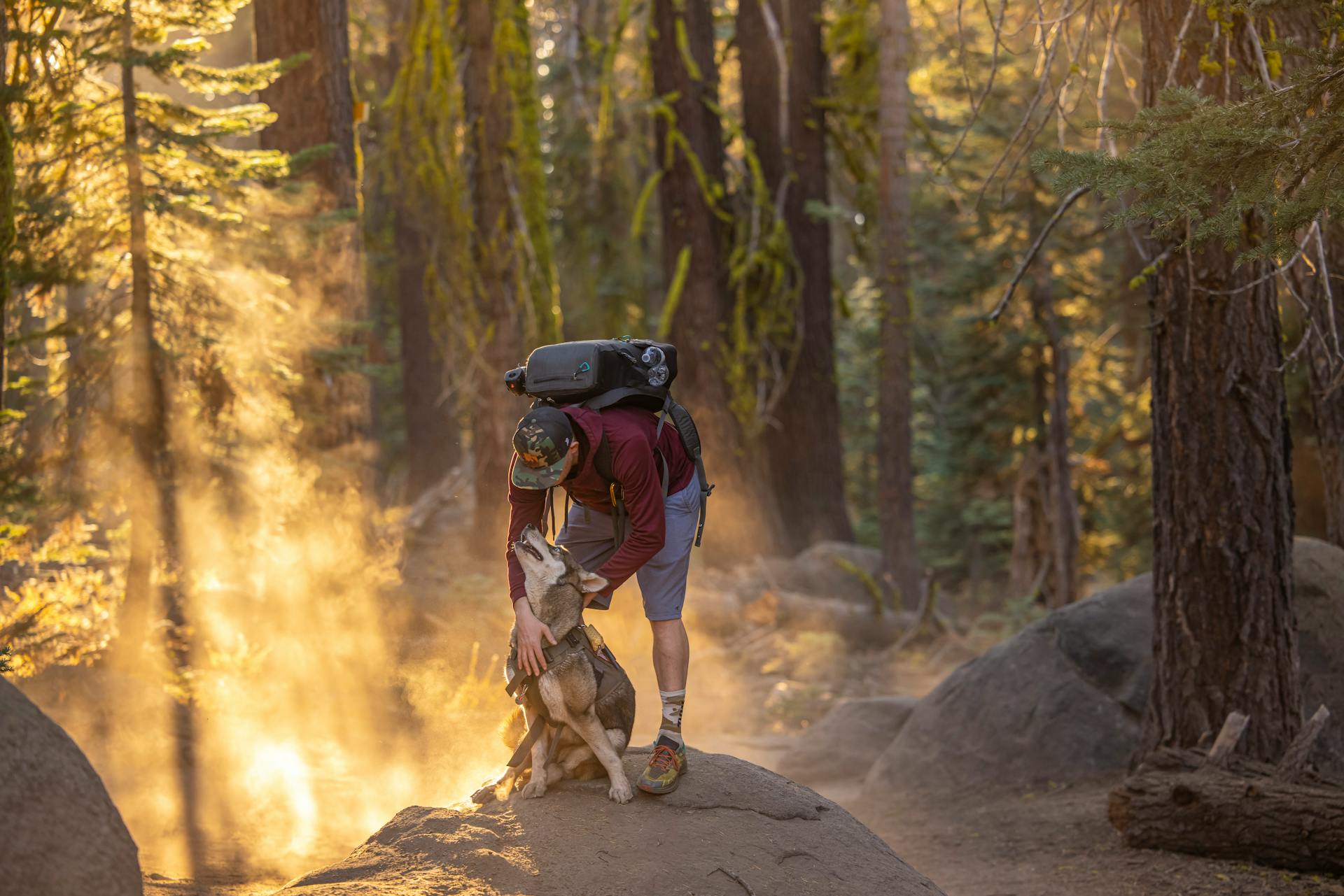 A hiker with a backpack embraces a dog on a forest trail illuminated by golden sunlight.