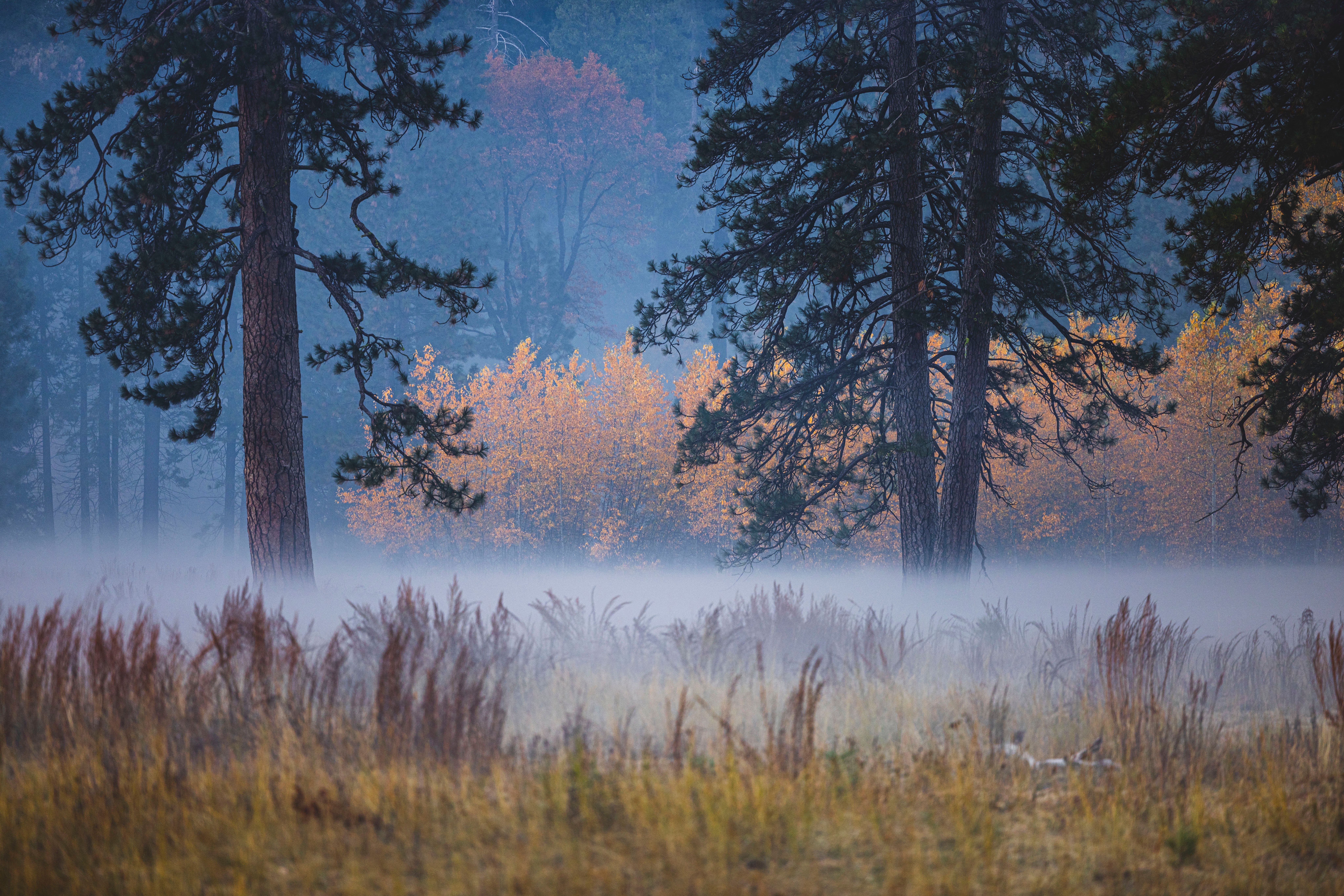 Misty Autumn Forest with Tall Pine Trees · Free Stock Photo