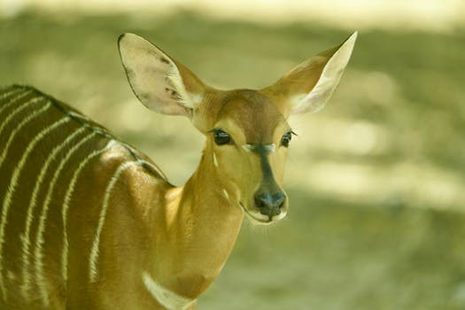 Nyala