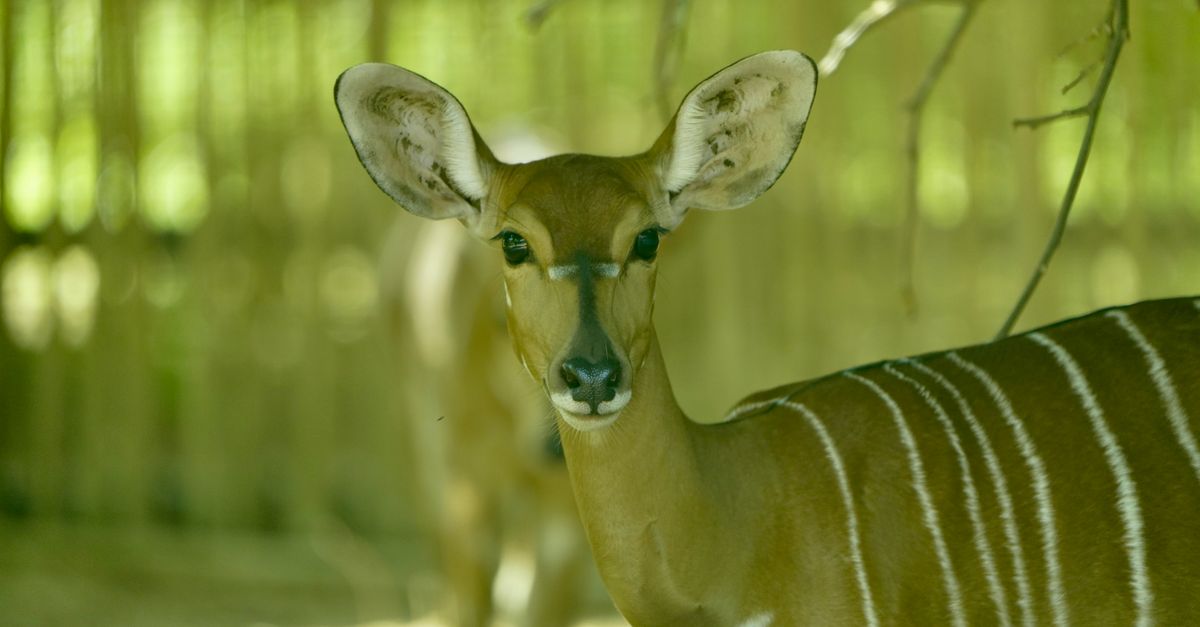A Nyala deer peering through foliage with striking striped fur.