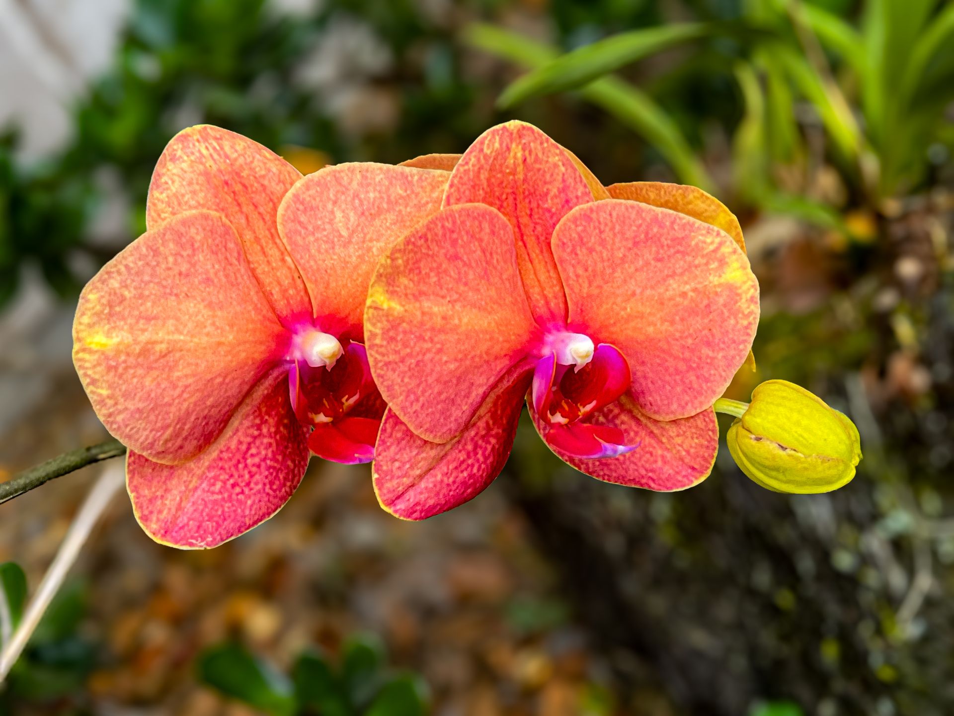 Close-up of vivid pink and orange orchid flowers showcasing intricate details and textures.