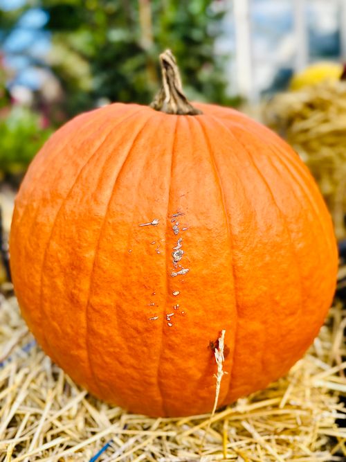 Free A bright orange pumpkin sits on a straw bed in a garden setting, perfect for autumn themes. Stock Photo