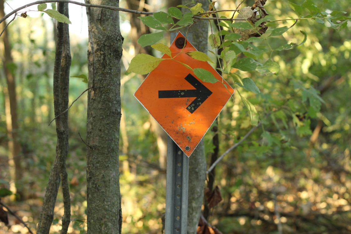 Orange Directional Sign in a Forest Pathway · Free Stock Photo