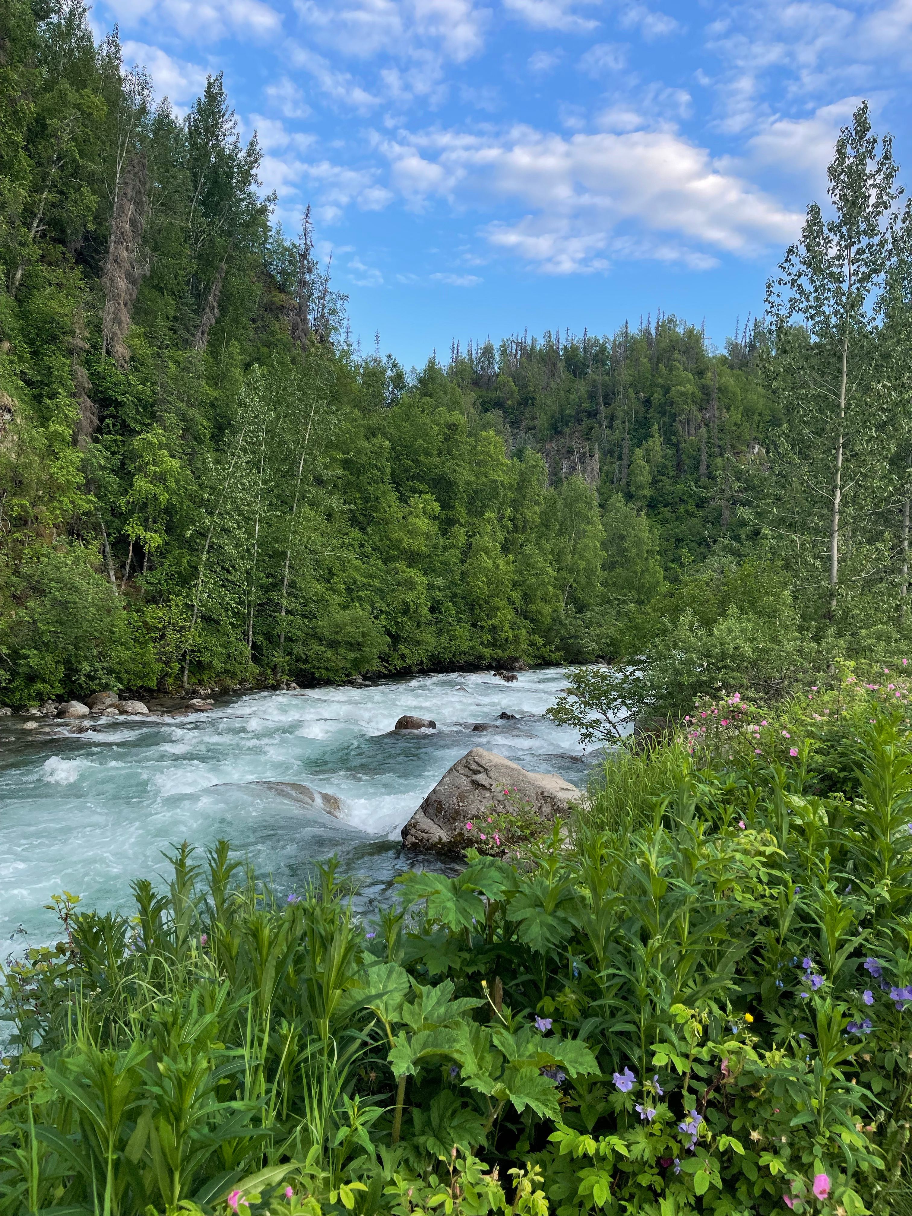 Tranquil River in Alaskan Wilderness · Free Stock Photo