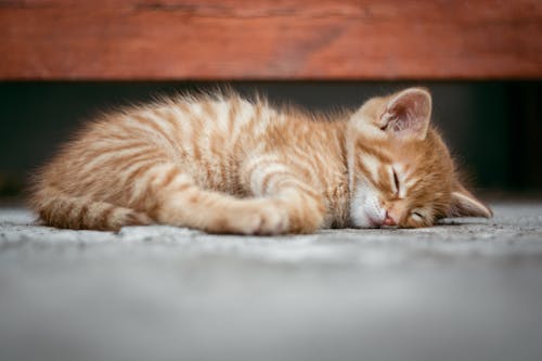 Free Orange Tabby Cat Lying on Floor Stock Photo