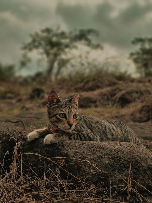 Free A serene tabby cat lying on a rock with a natural background, captured outdoors. Stock Photo