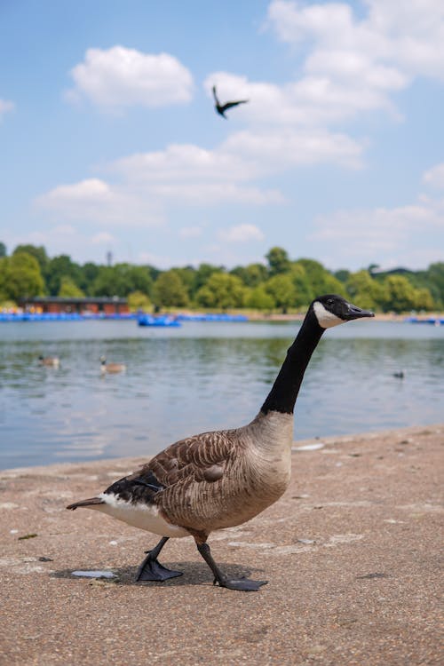 Tse Goos Canada Goose Stock Price Forecast Canada Goose Canada