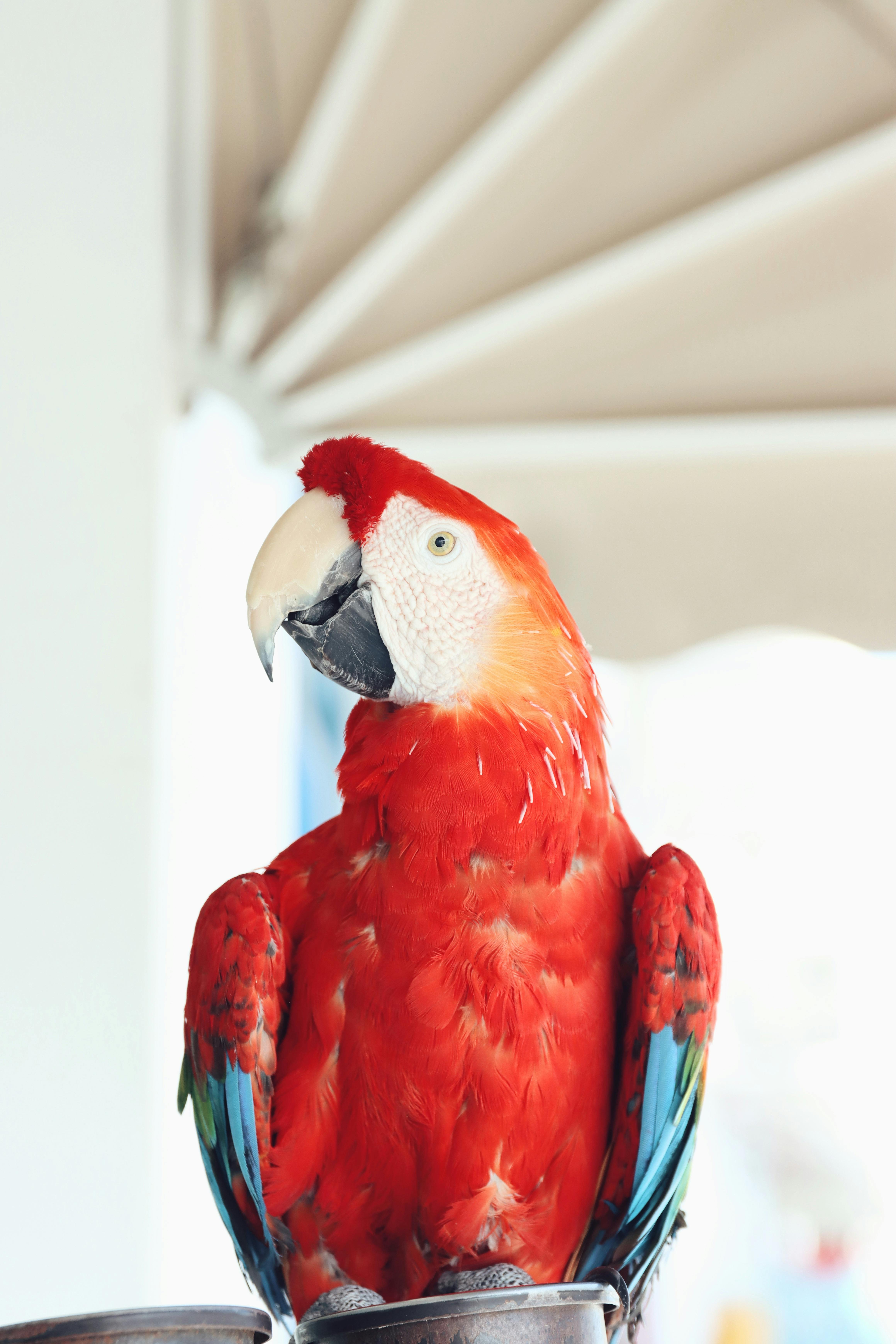 vibrant red macaw in naxos greece